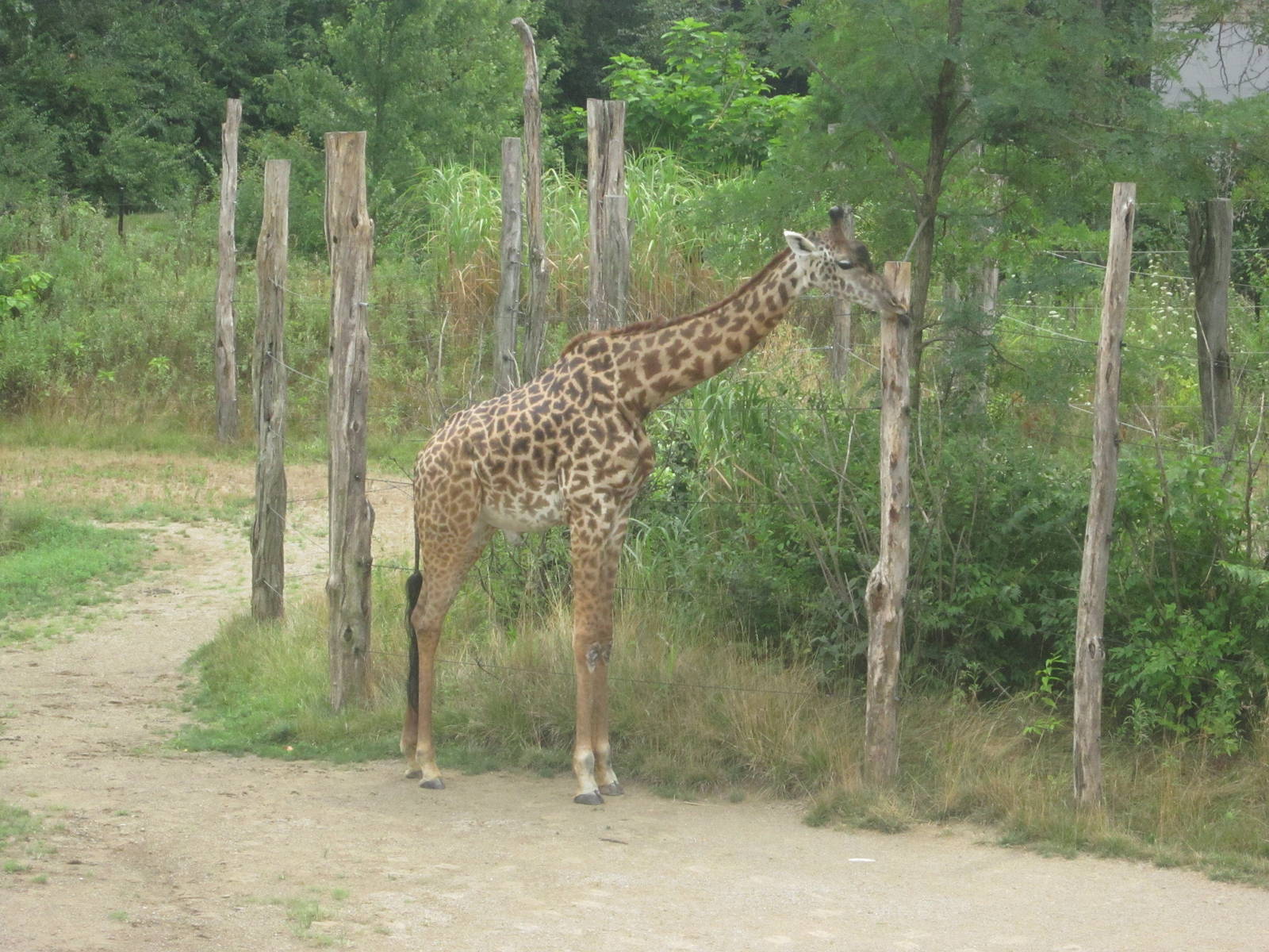 Jul. 2012-Happy 5th Birthday Kimba