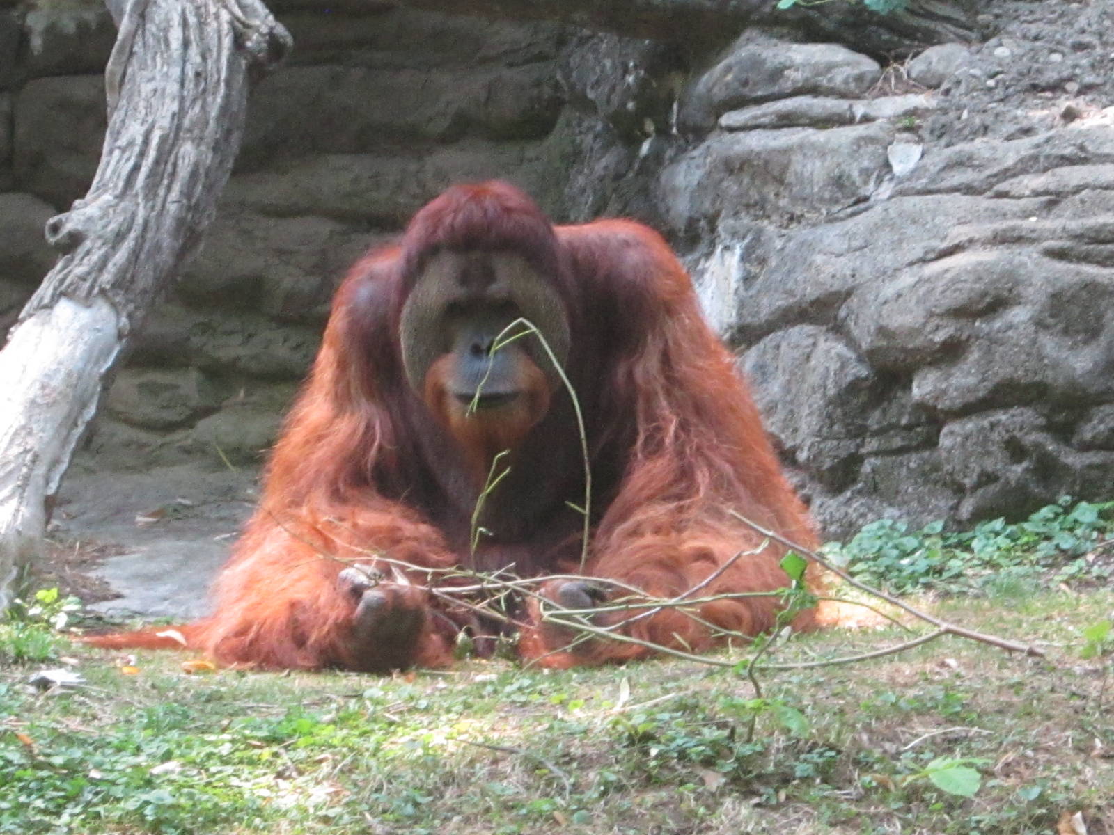 Jul. 2012-Henry, the Sumatran Orangutan