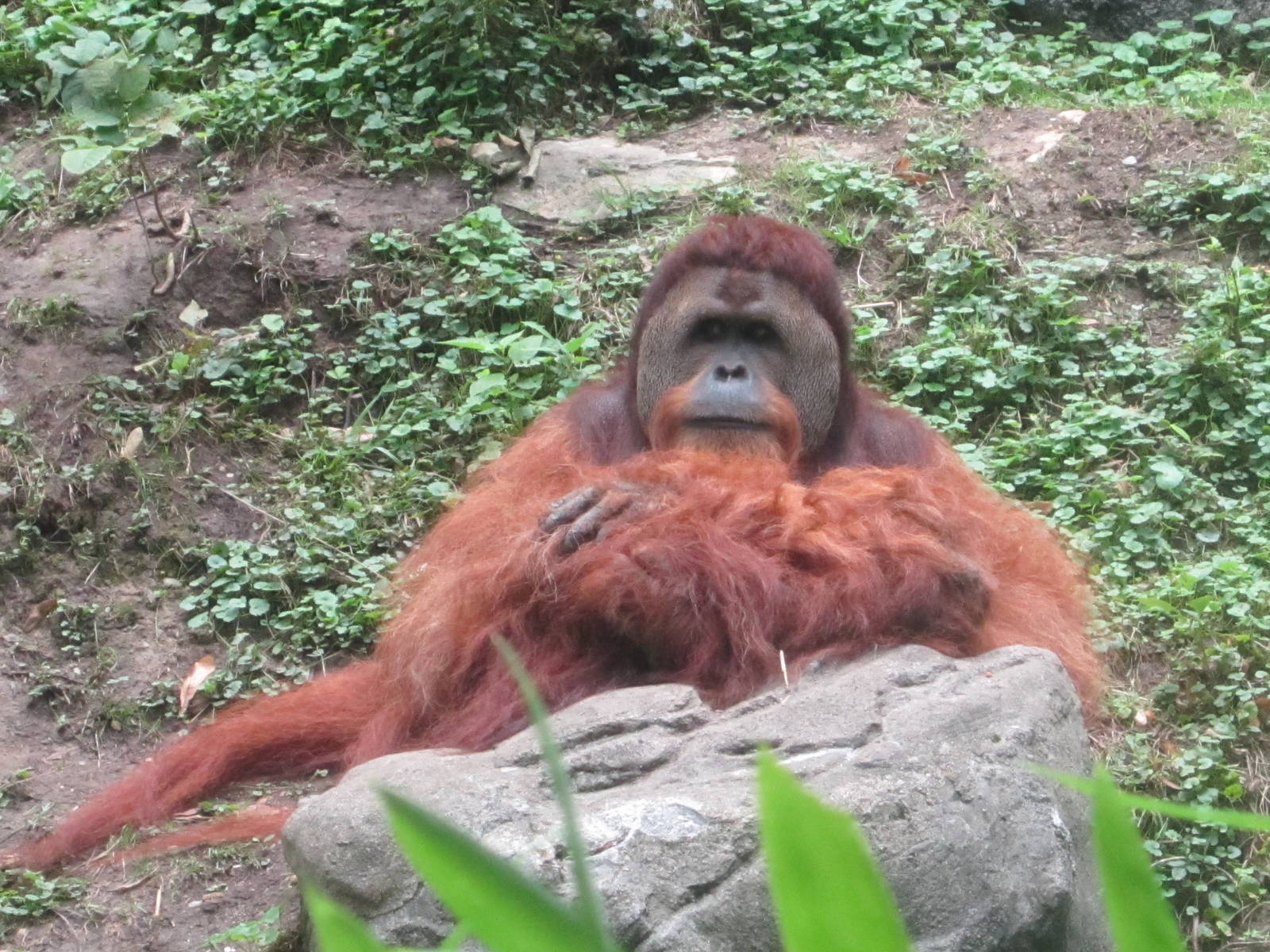 Jul. 2012-Henry, the Sumatran Orangutan