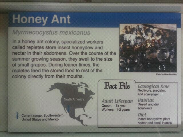Jul. 2012-Honey Ant sign