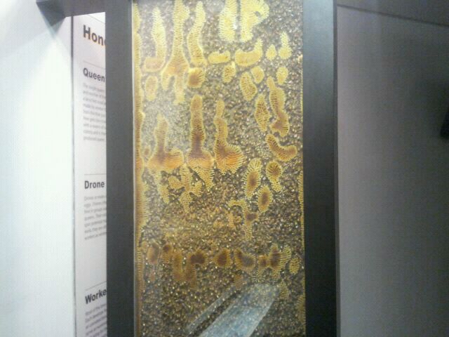 Jul. 2012-Honeybee exhibit