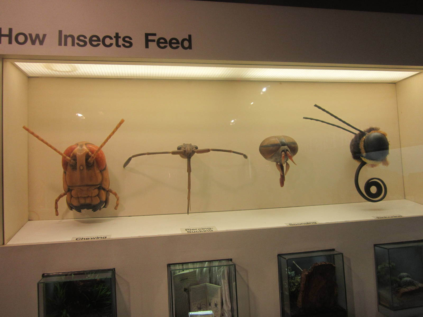 Jul. 2012-How Insects Feed