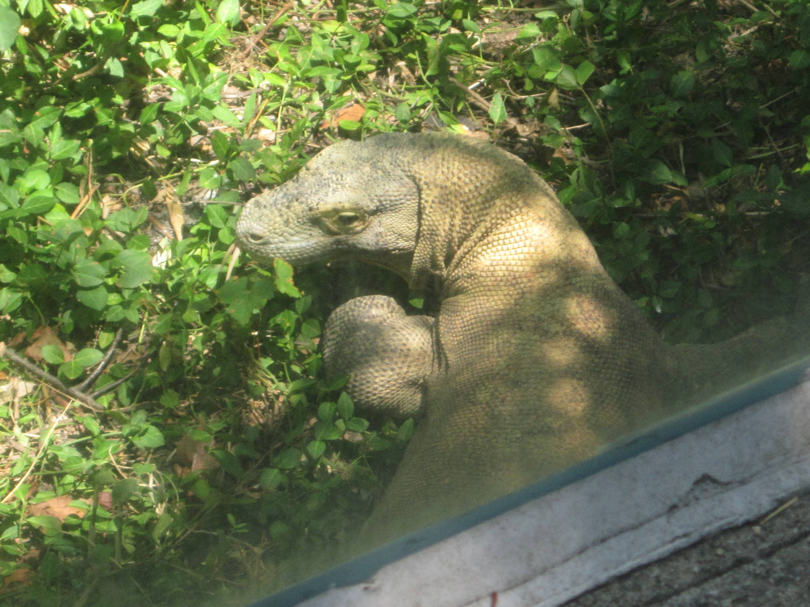 Jul. 2012-Hudo, the Komodo Dragon