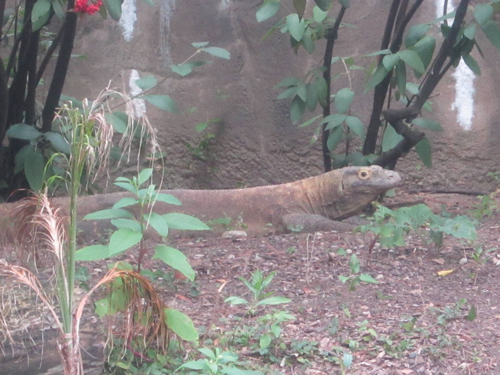 Jul. 2012-Hudo, the Komodo Dragon
