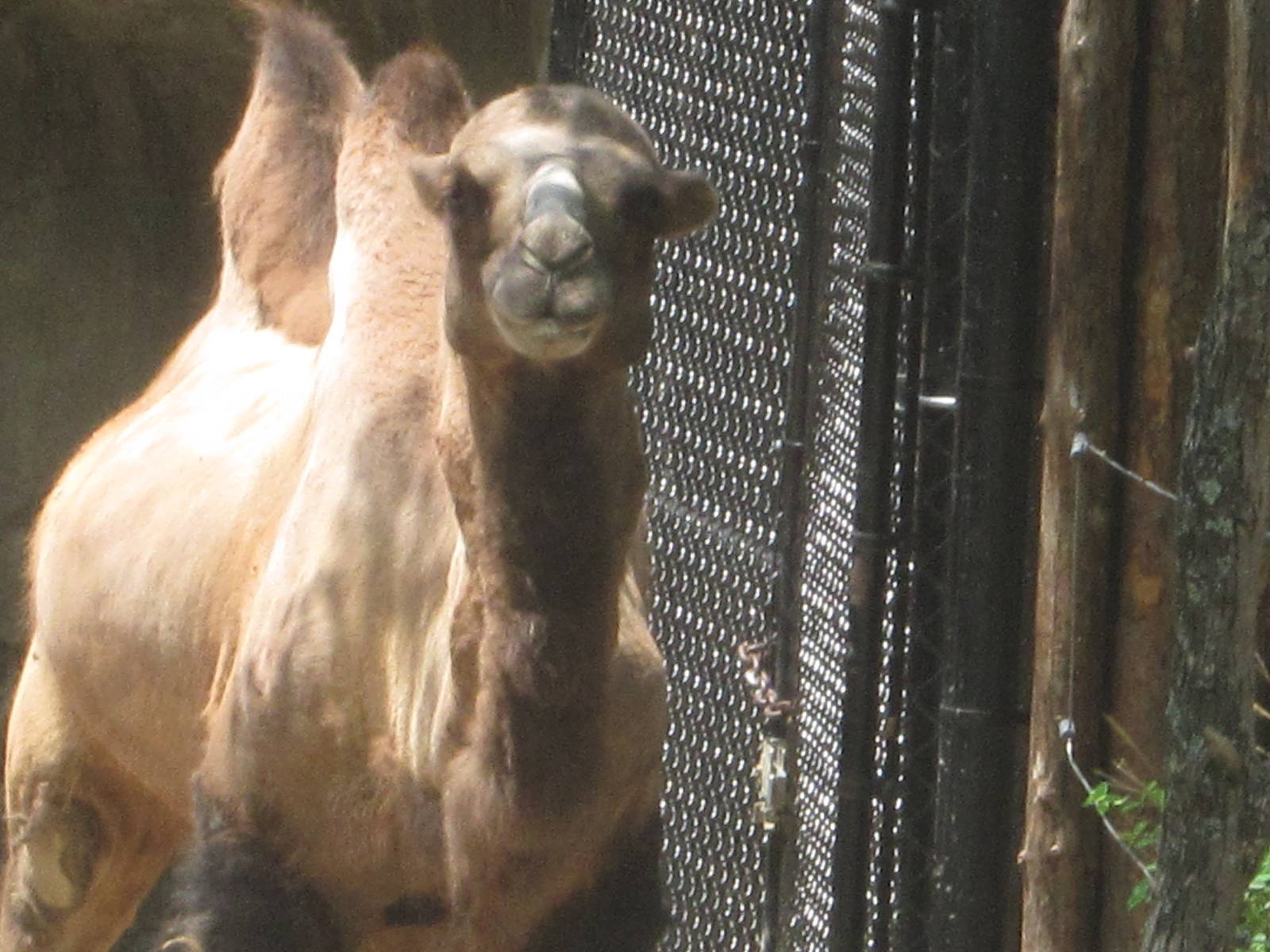 Jul. 2012-Humphrey, the Bactrian Camel