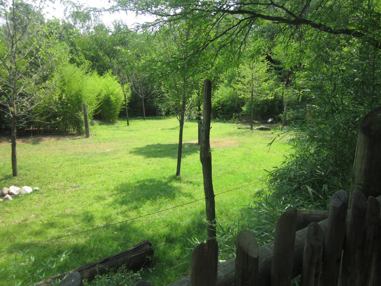 Jul. 2012-Improved Eastern Bongo/East African Crowned Crane exhibit