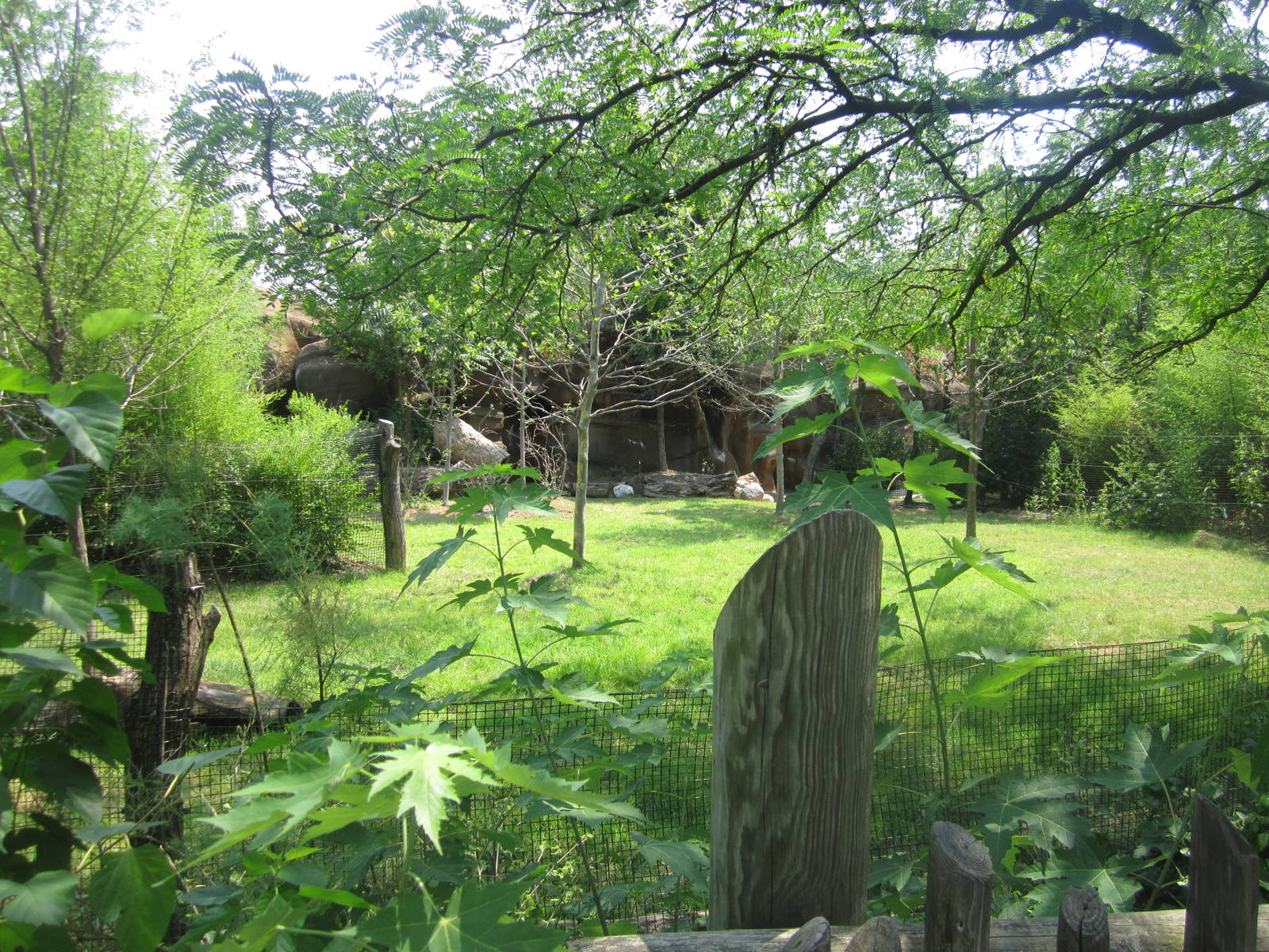 Jul. 2012-Improved Okapi/Yellow-backed Duiker exhibit