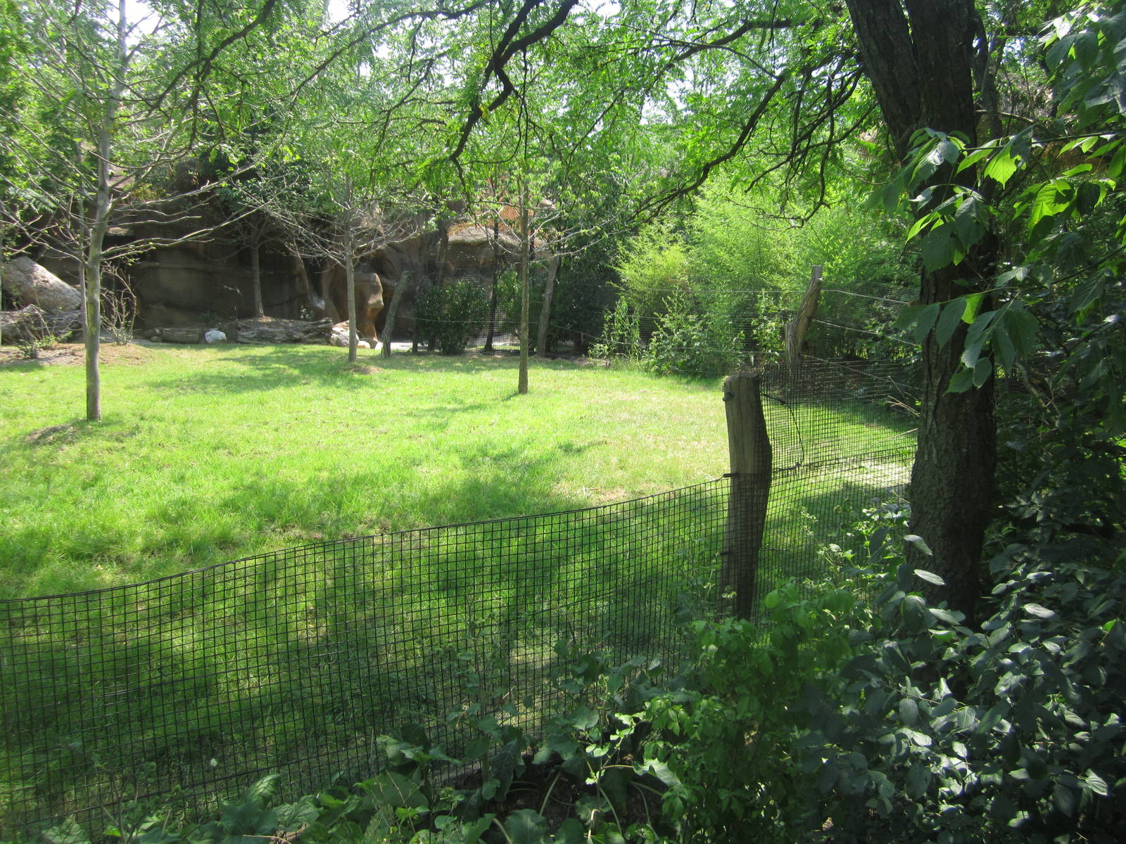 Jul. 2012-Improved Okapi/Yellow-backed Duiker exhibit