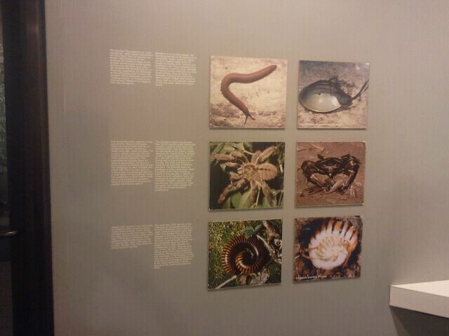 Jul. 2012-Insect Relatives signs