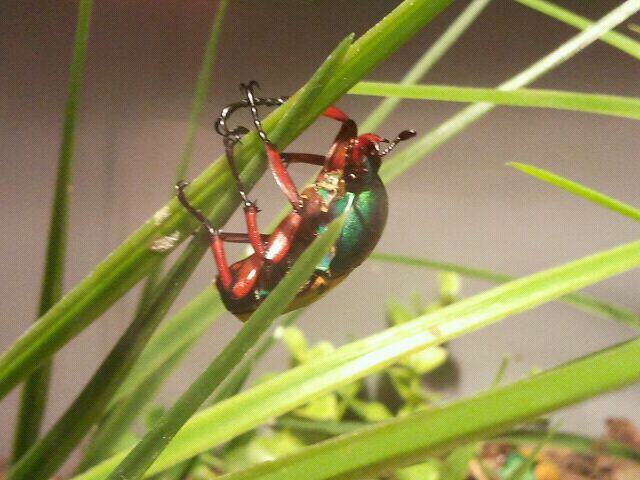 Jul. 2012-Jade-headed Buffalo Beetle