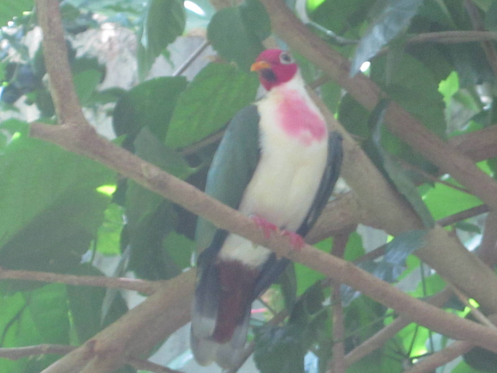 Jul. 2012-Jambu Fruit Dove