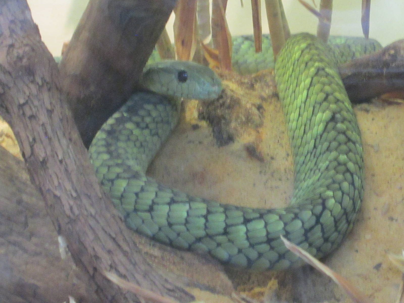 Jul. 2012-Jameson's Mamba