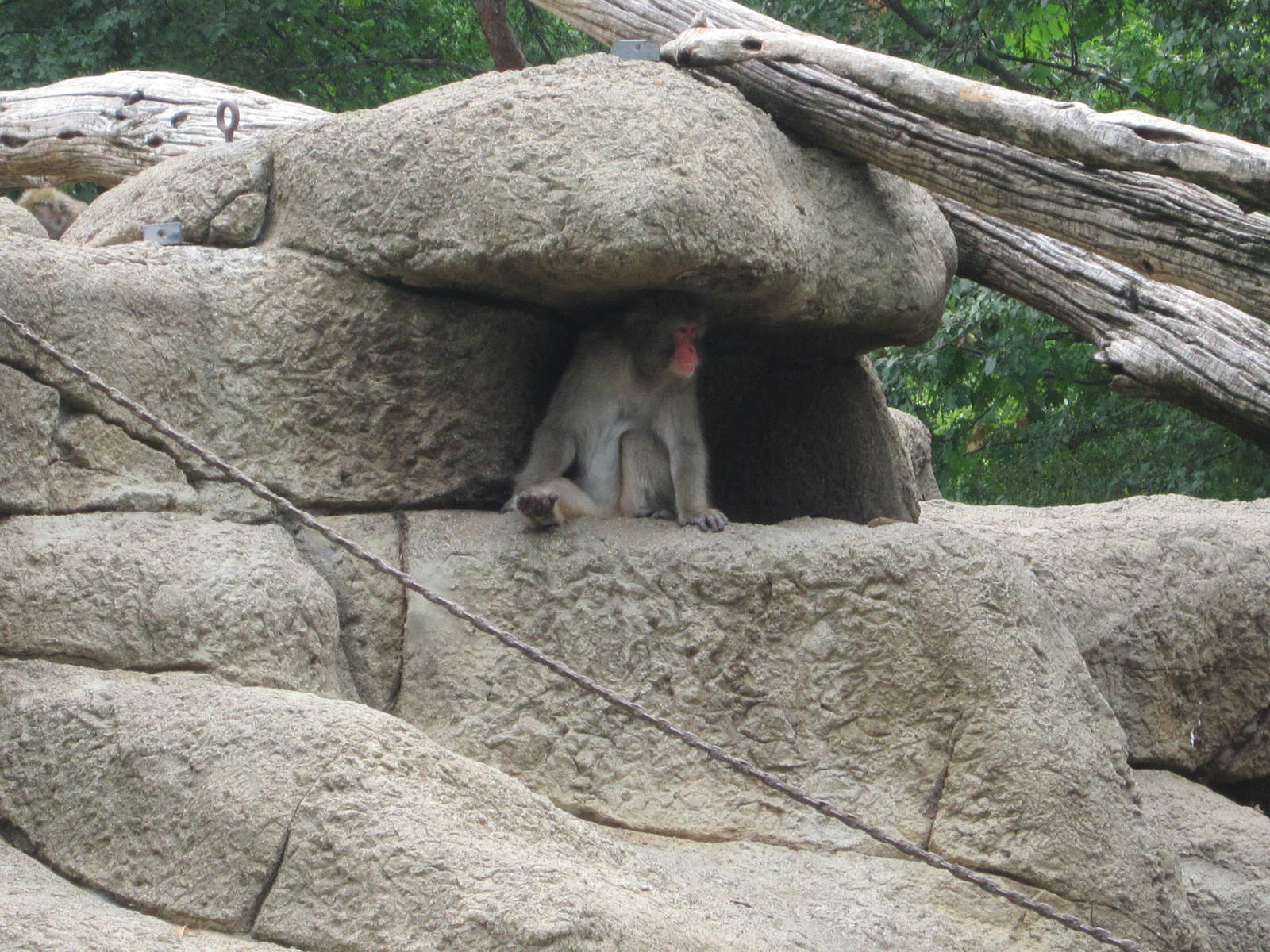 Jul. 2012-Japanese Macaque