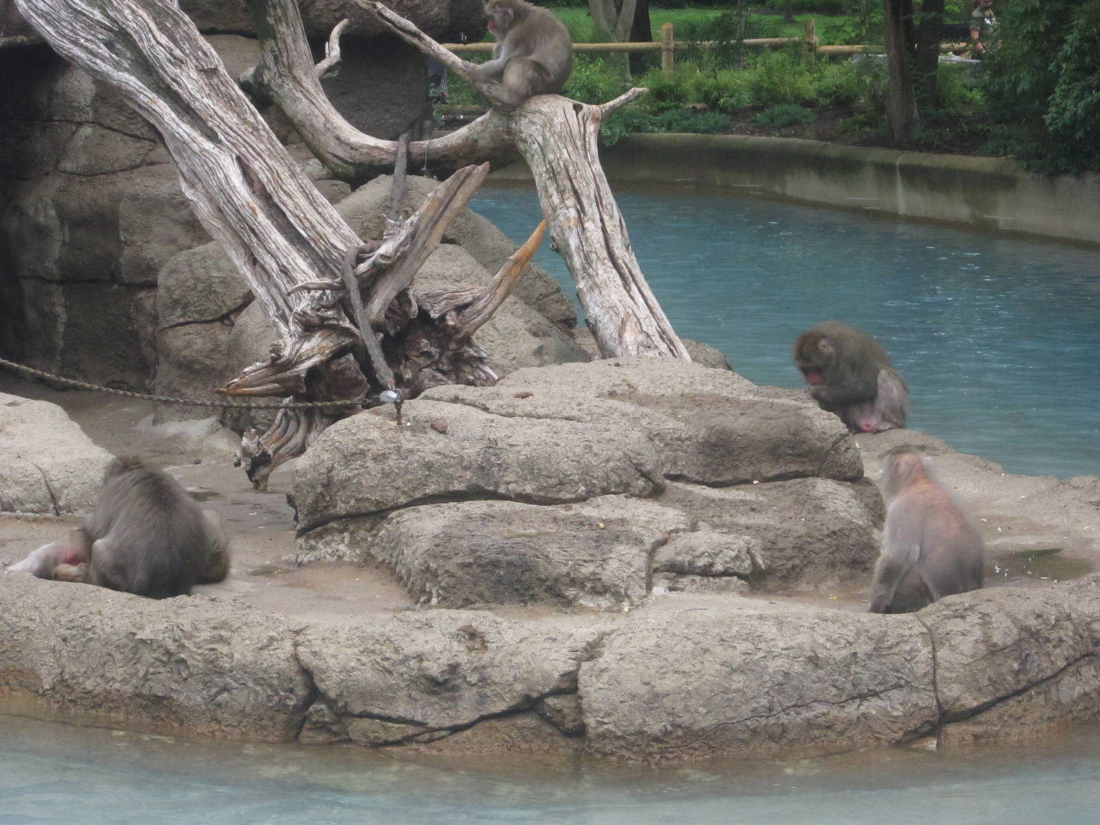 Jul. 2012-Japanese Macaques