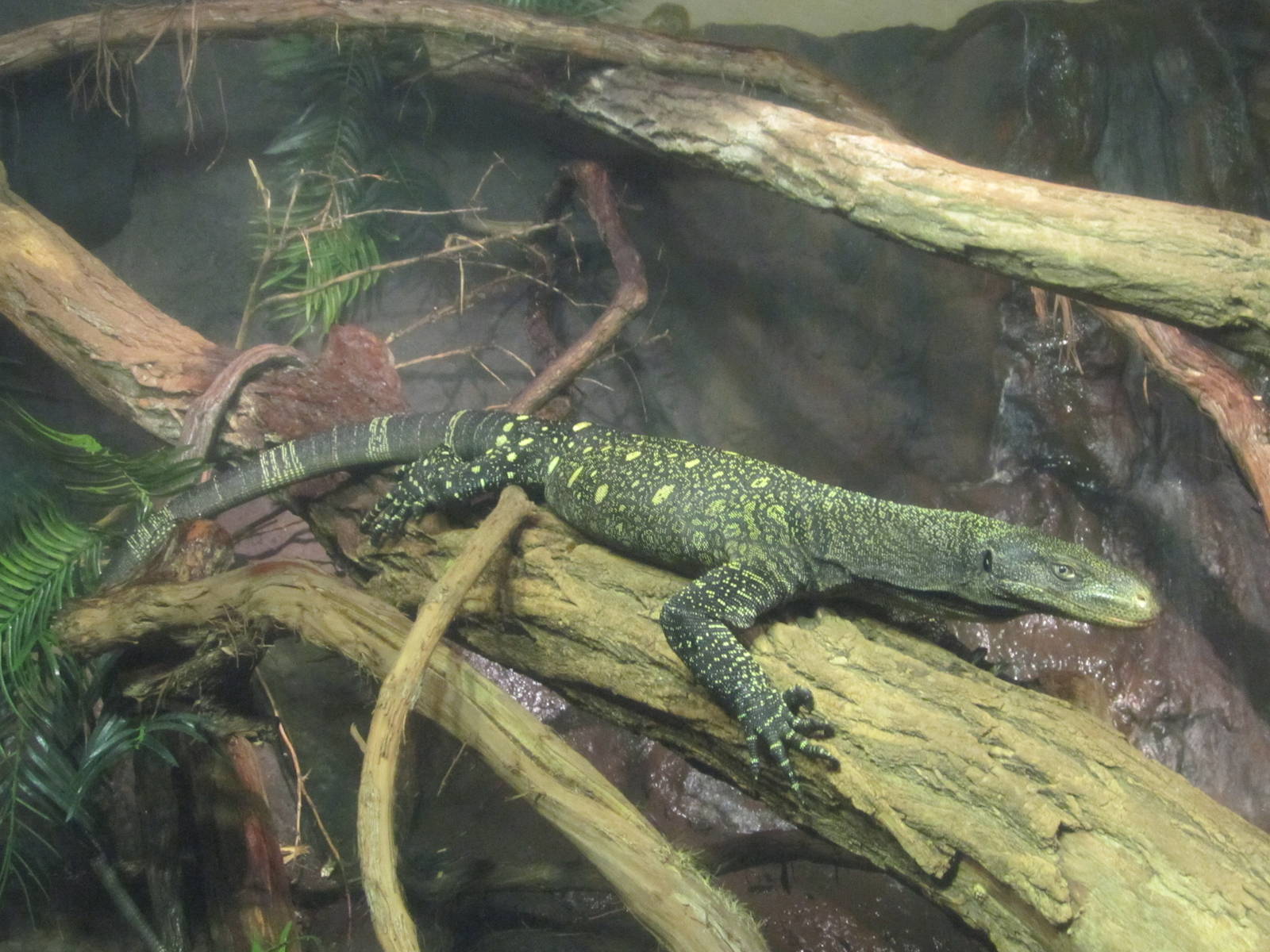 Jul. 2012-Jasper, the Crocodile Monitor