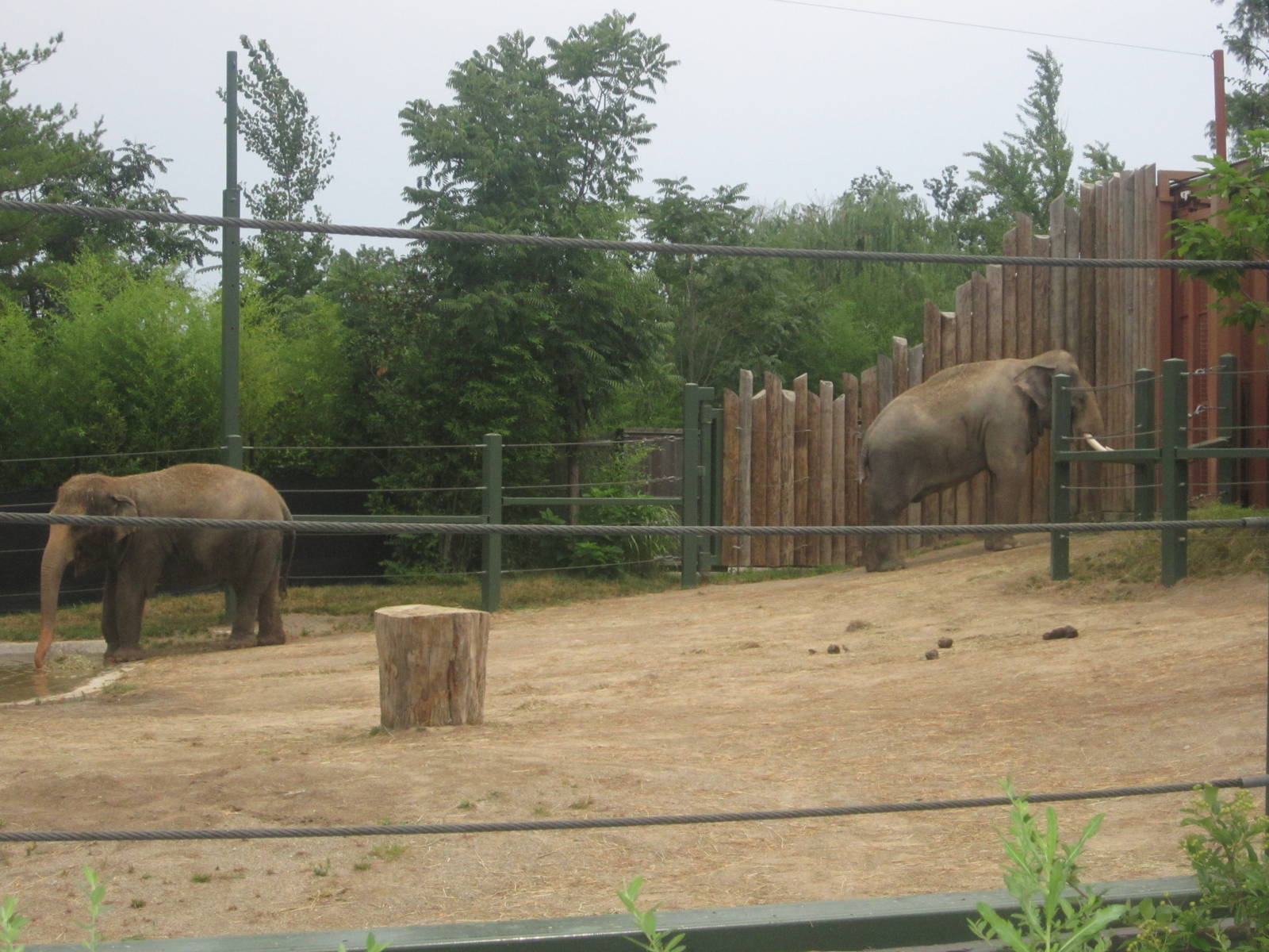 Jul. 2012-Jati and Sabu, the Malaysian Elephants