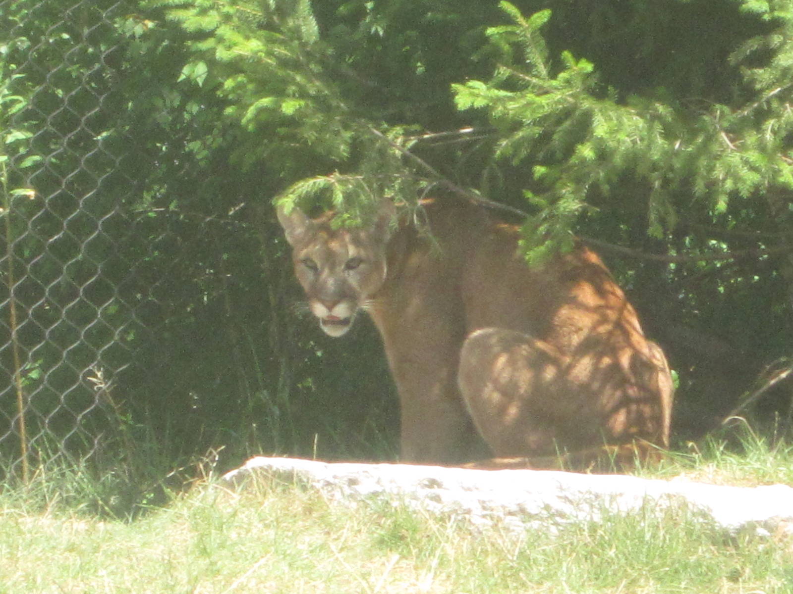 Jul. 2012-Joseph, the Cougar
