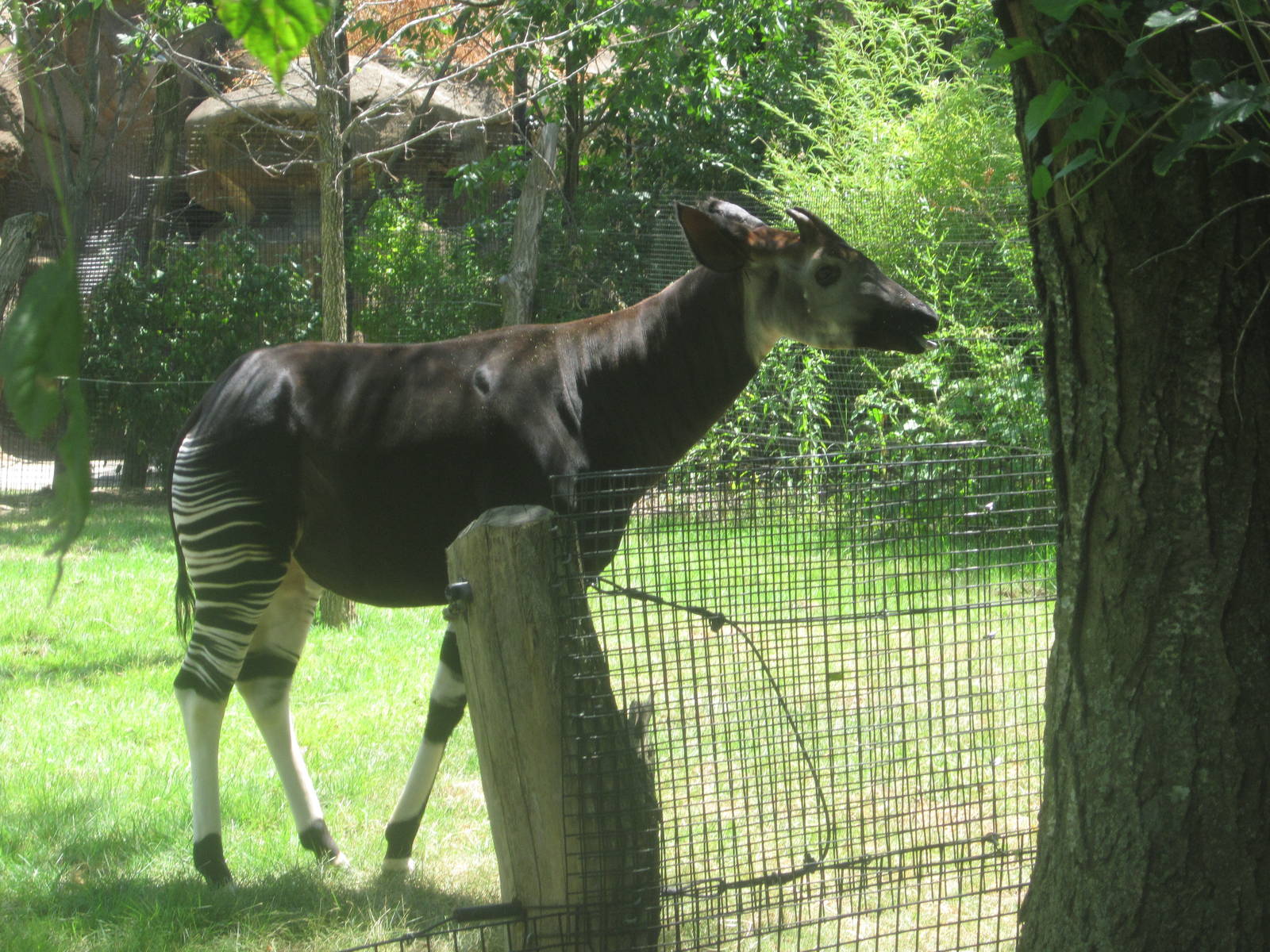 Jul. 2012-Kiloro, the male Okapi