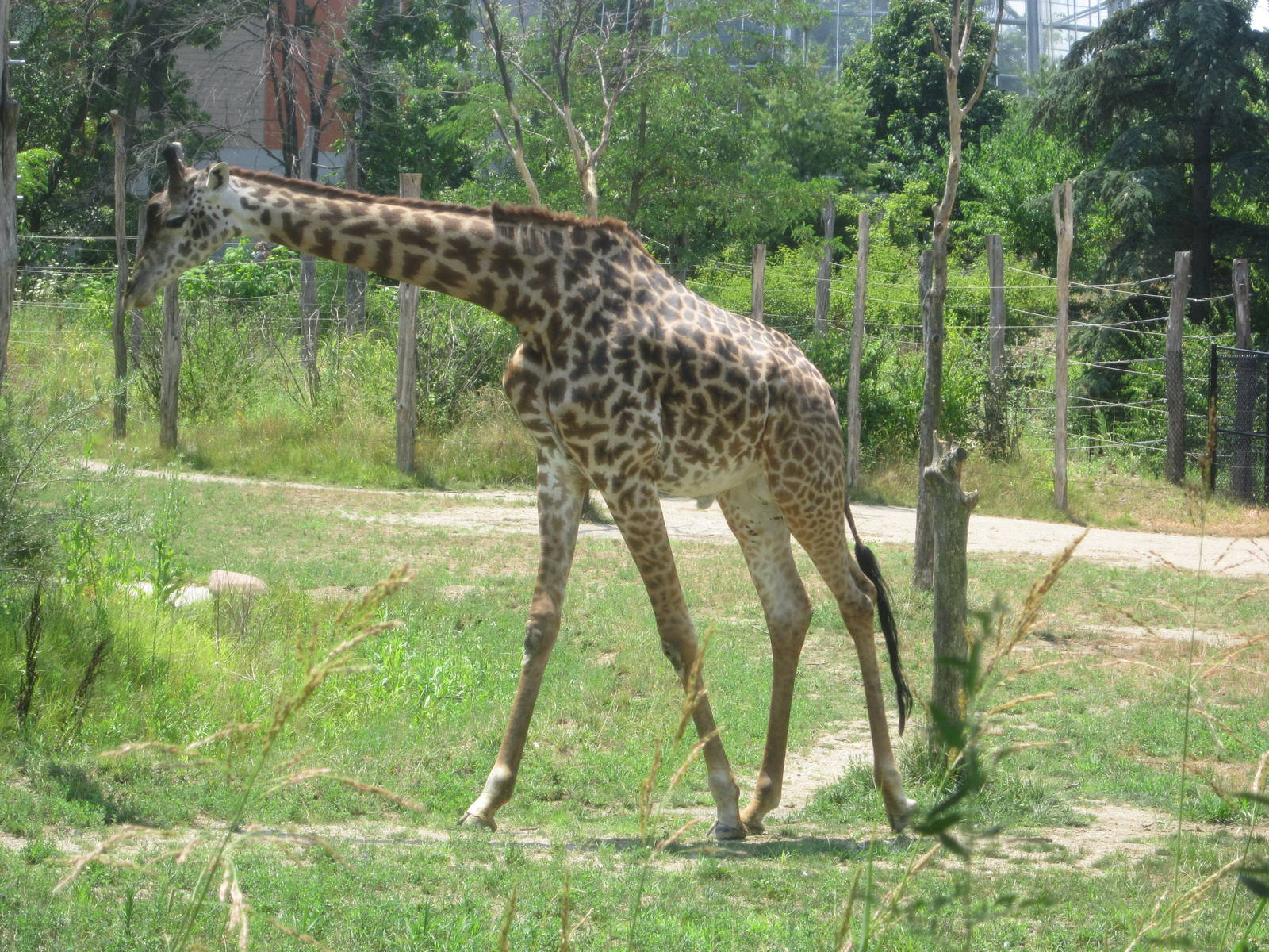 Jul. 2012-Kimba, the Masai Giraffe