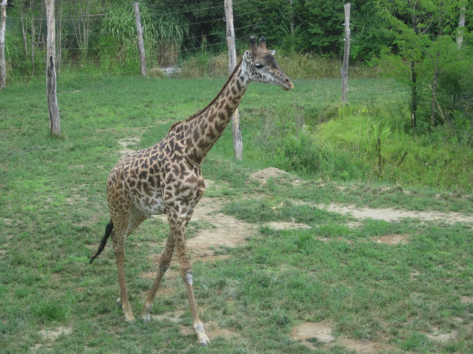 Jul. 2012-Kimba, the Masai Giraffe