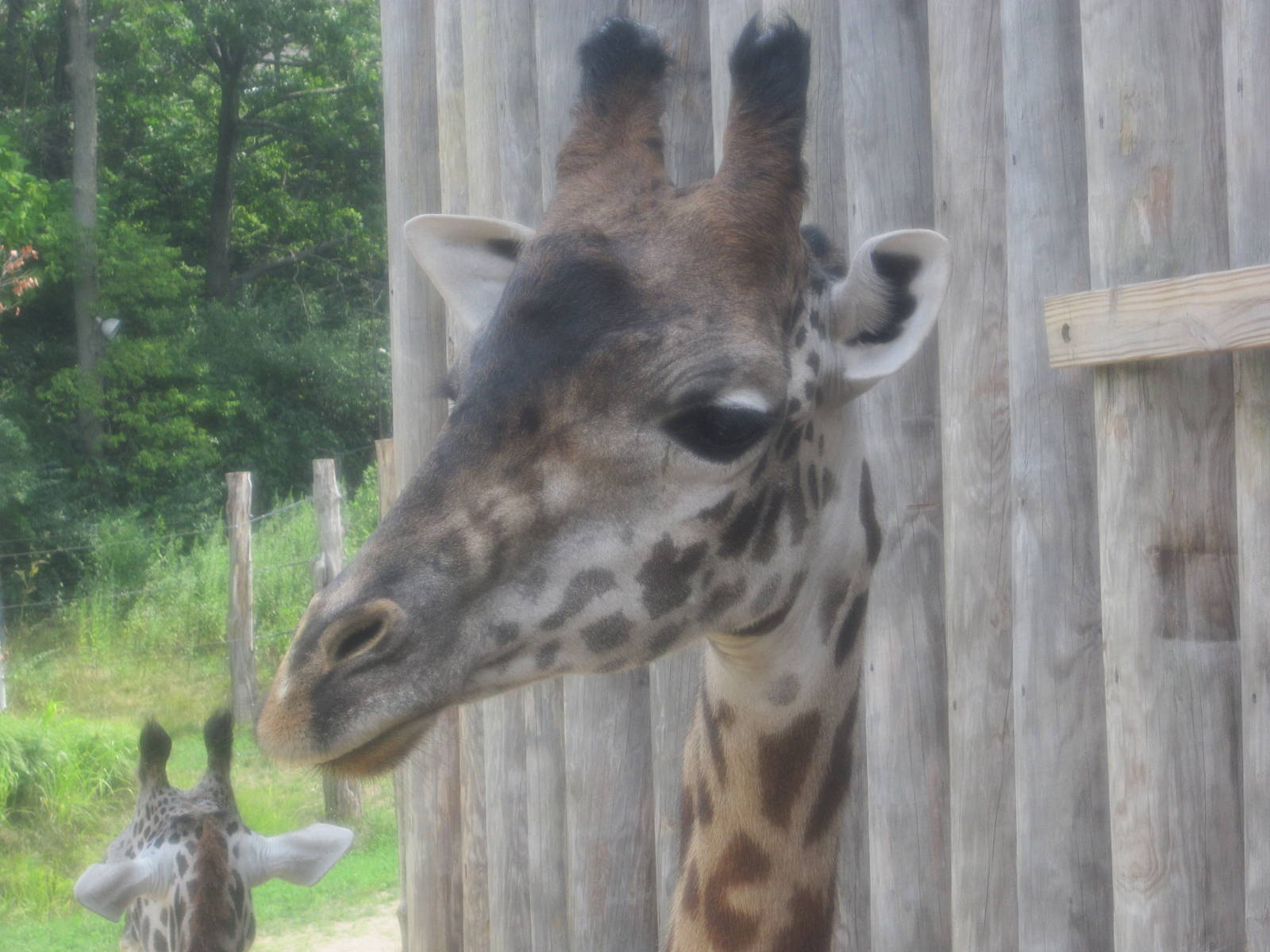 Jul. 2012-Kimba, the Masai Giraffe