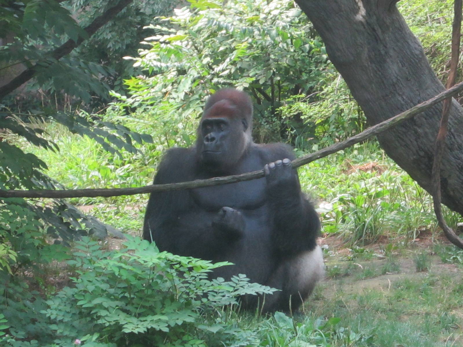 Jul. 2012-Kwashi, a Western Lowland Gorilla