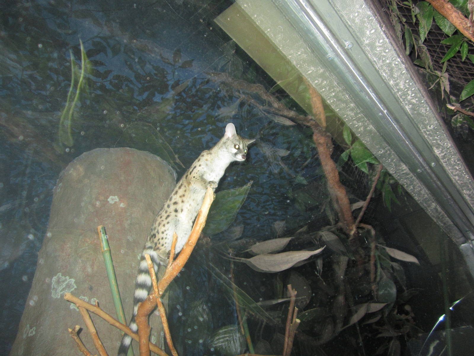 Jul. 2012-Large-spotted Genet