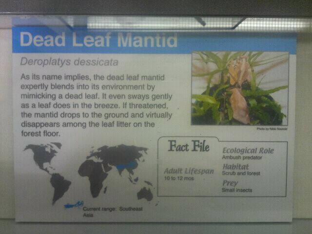 Jul. 2012-Leaf Mantid sign