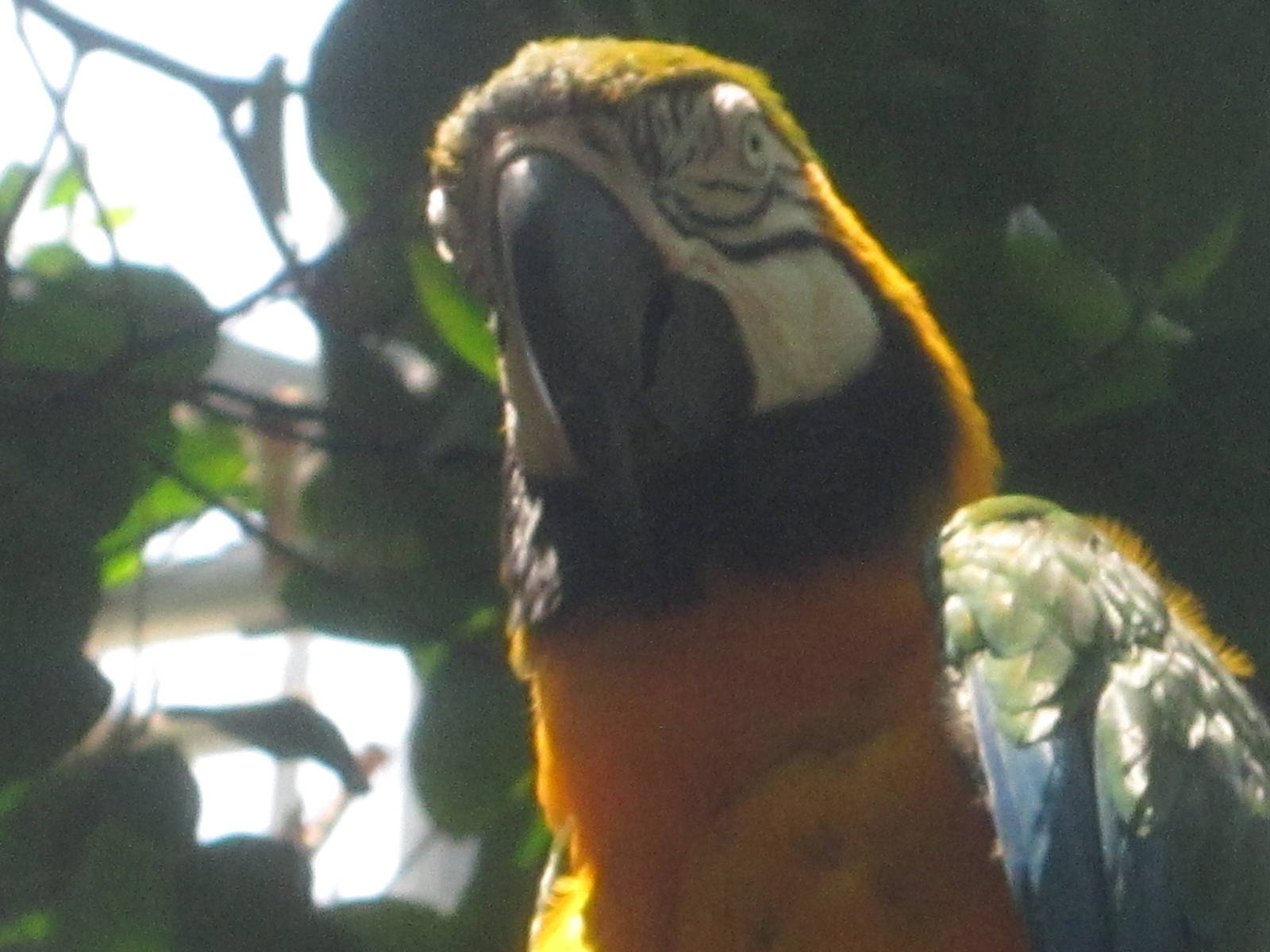 Jul. 2012-Leroy, the Blue-and-Gold Macaw
