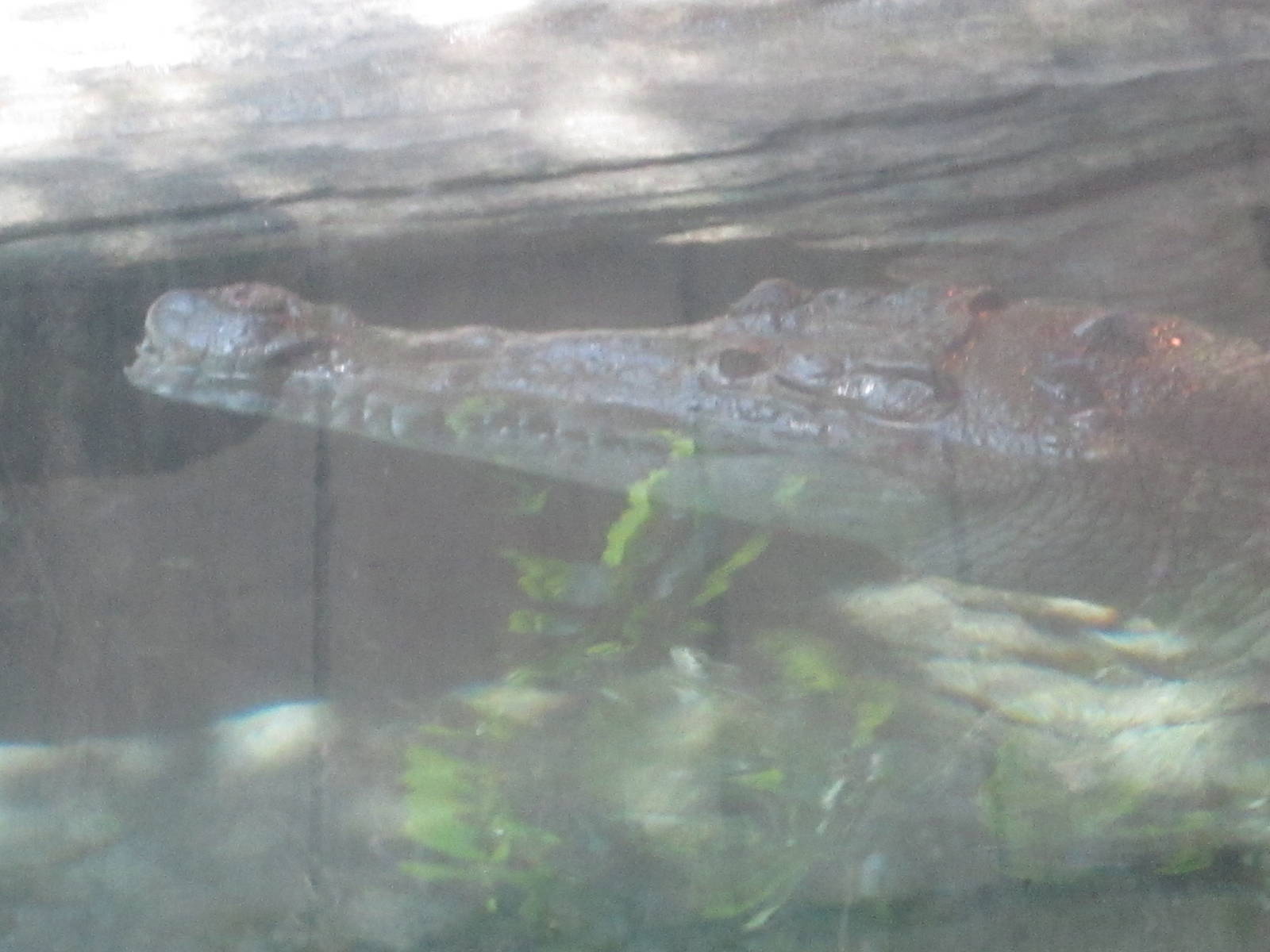 Jul. 2012-Leslie, the American Crocodile