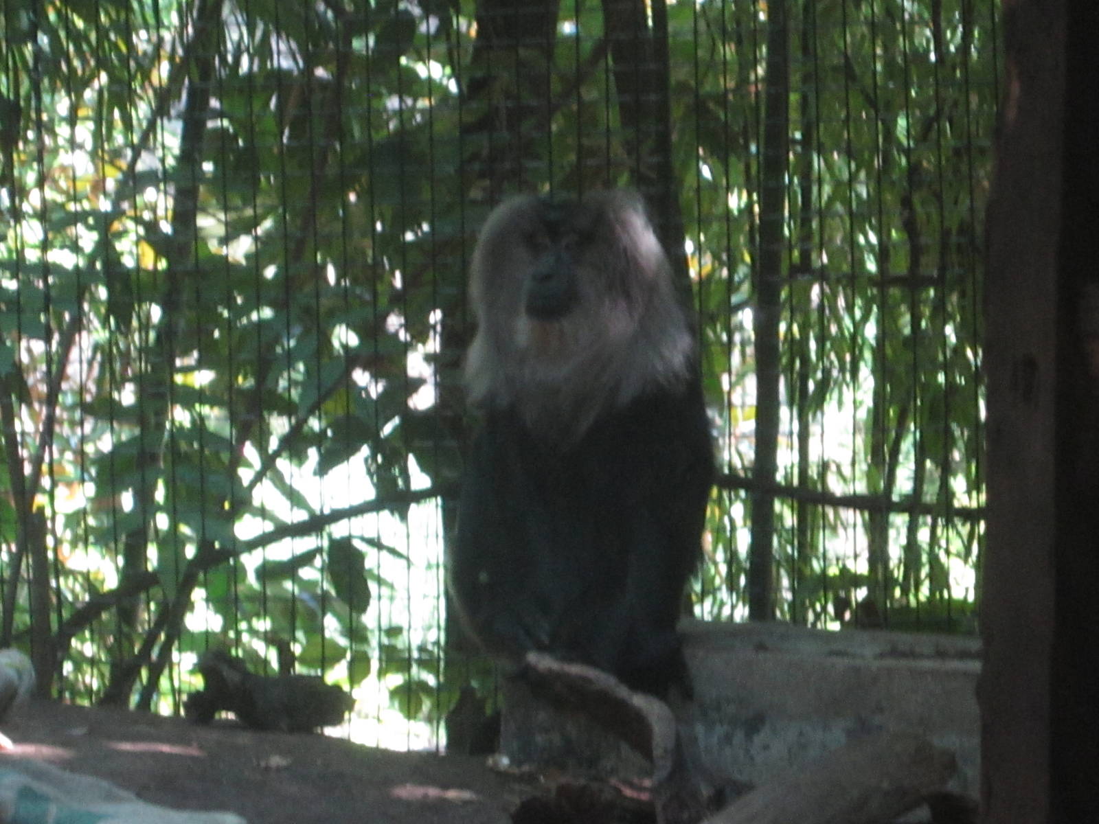 Jul. 2012-Lion-tailed Macaque