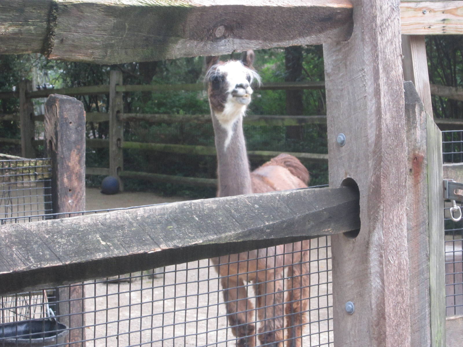 Jul. 2012-Llama