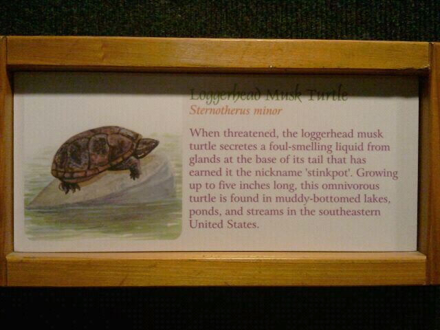Jul. 2012-Loggerhead Musk Turtle sign