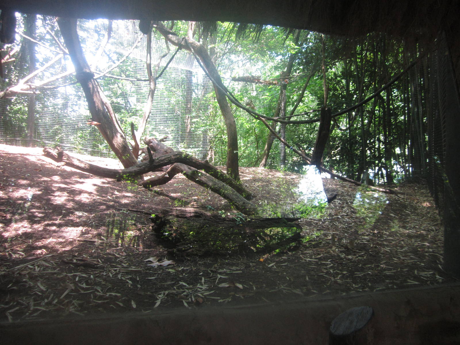 Jul. 2012-(Look who's back) Diana Monkey exhibit