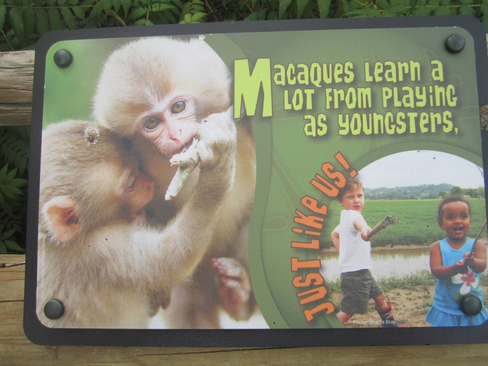 Jul. 2012-Macaque sign