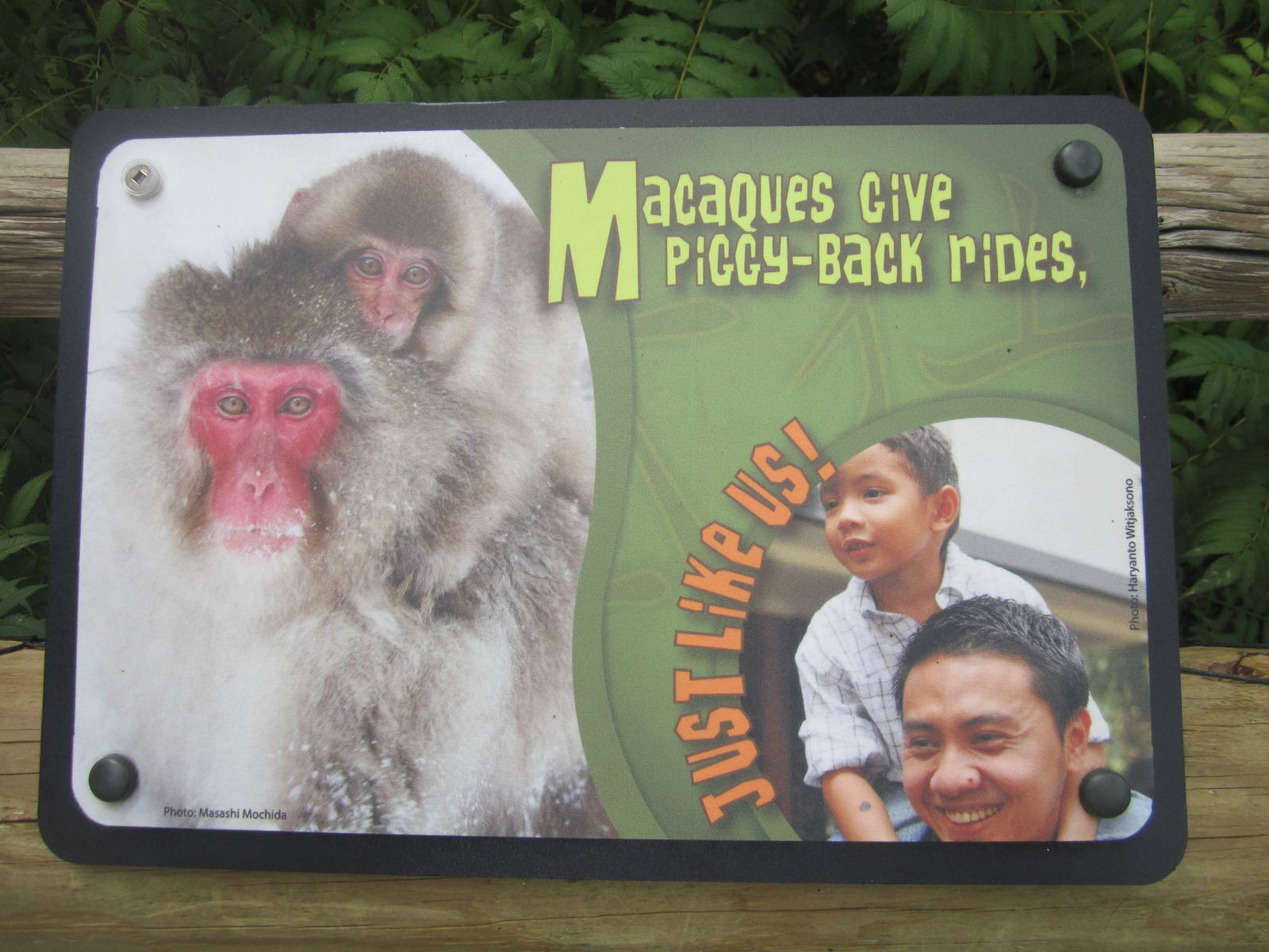 Jul. 2012-Macaque sign