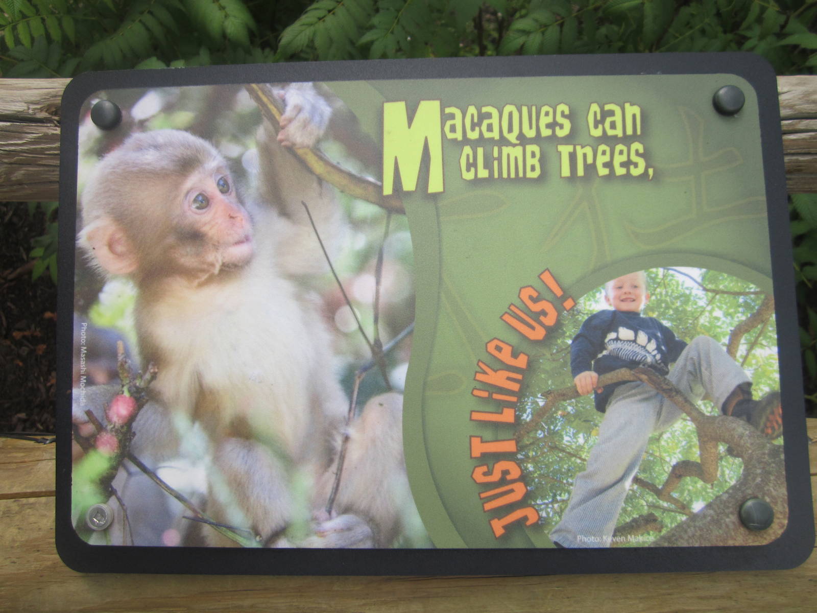 Jul. 2012-Macaque sign