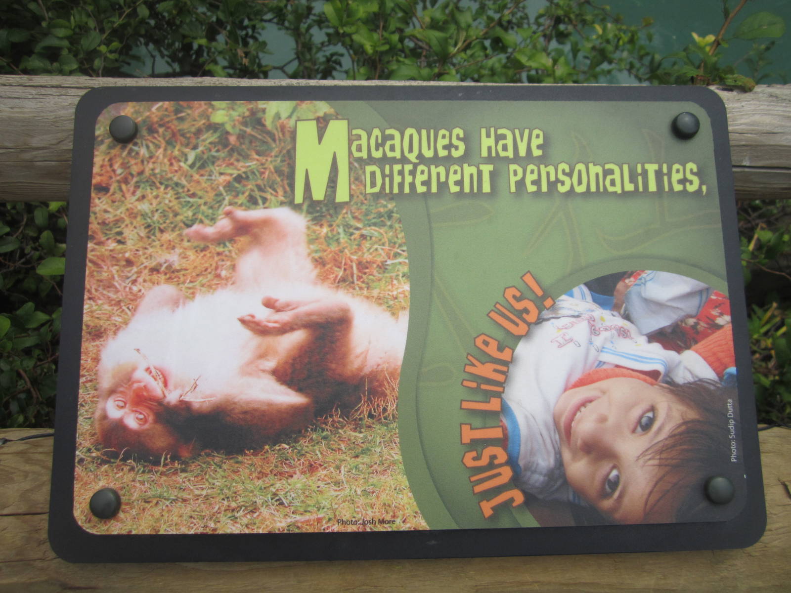 Jul. 2012-Macaque sign