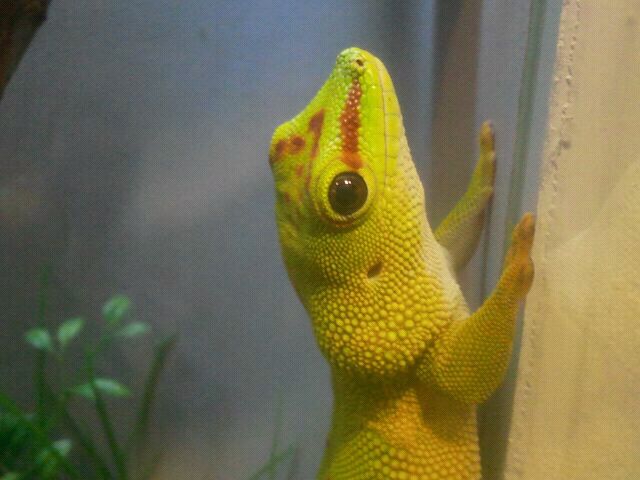 Jul. 2012-Madagascar Giant Day Gecko