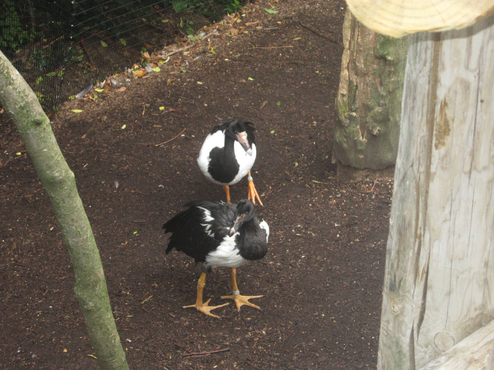Jul. 2012-Magpie Geese