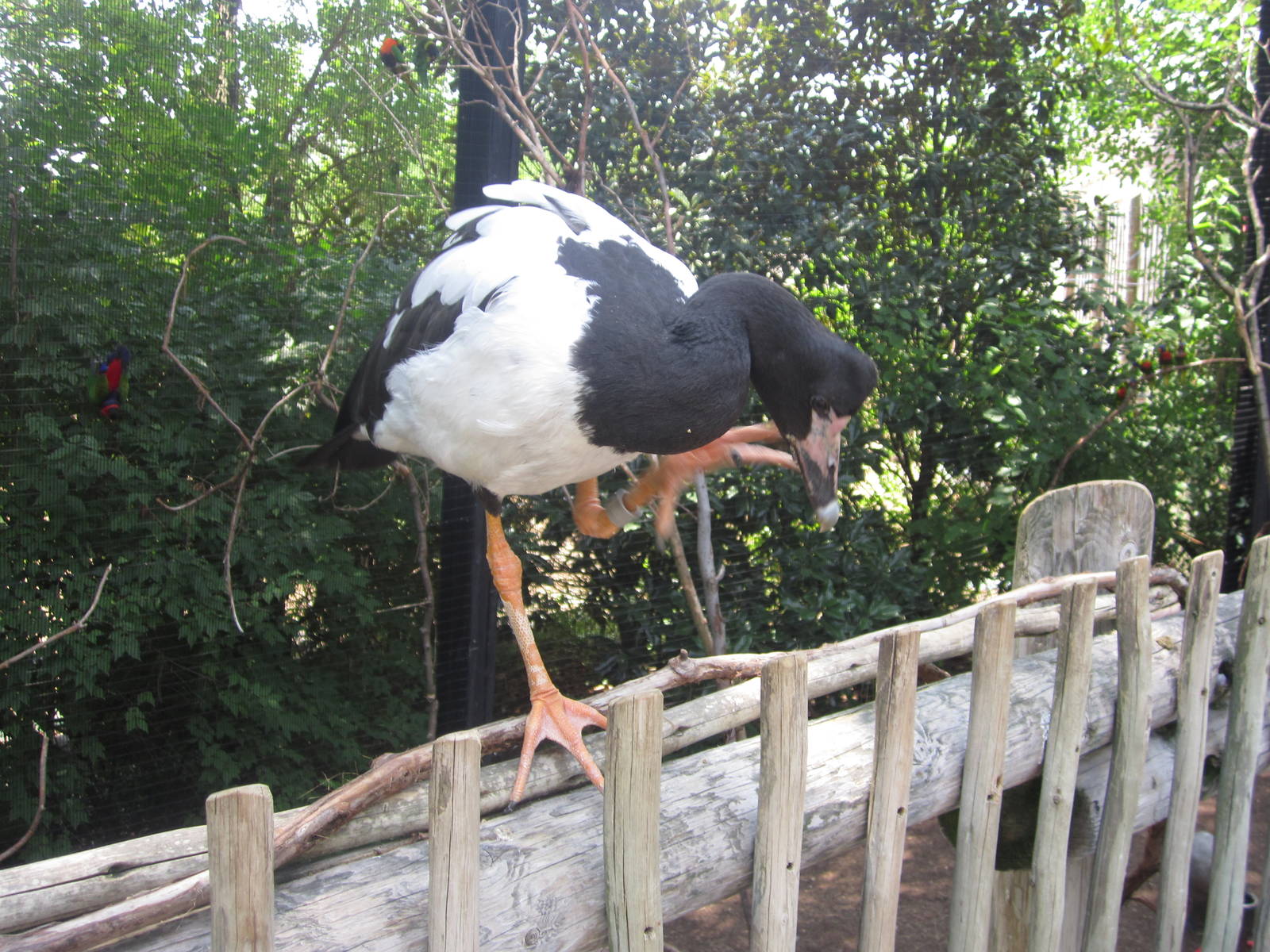 Jul. 2012-Magpie Goose