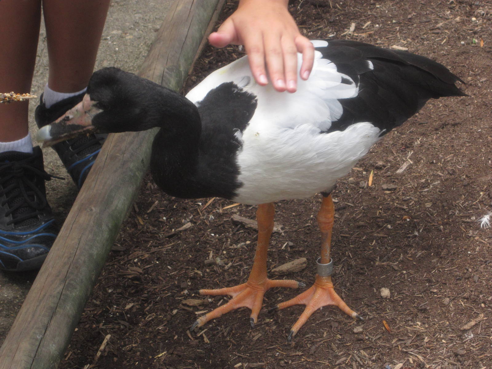 Jul. 2012-Magpie Goose