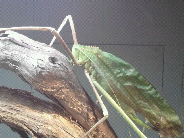 Jul. 2012-Malayan Leaf Katydid