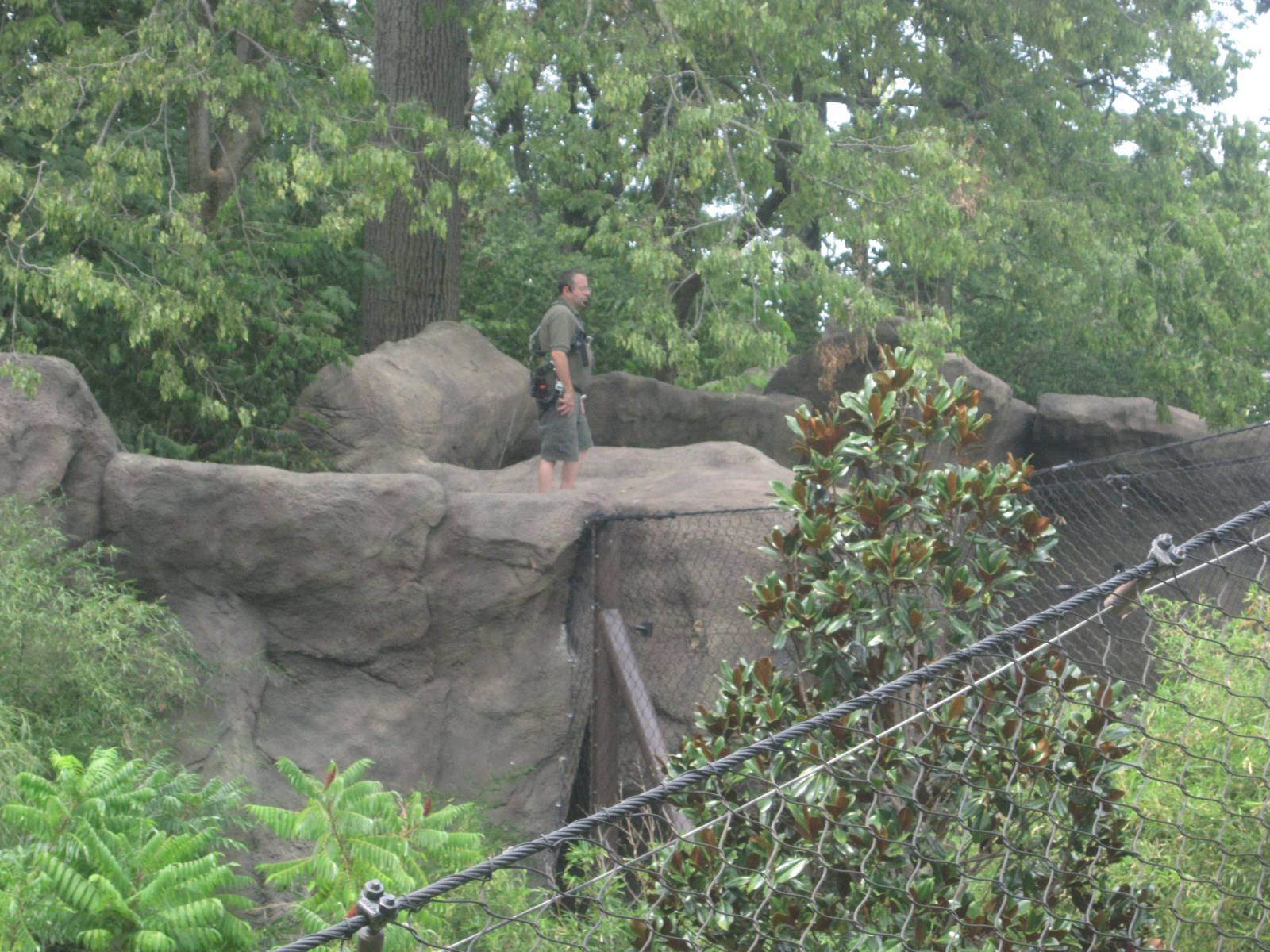 Jul. 2012-Malayan Tiger Encounter