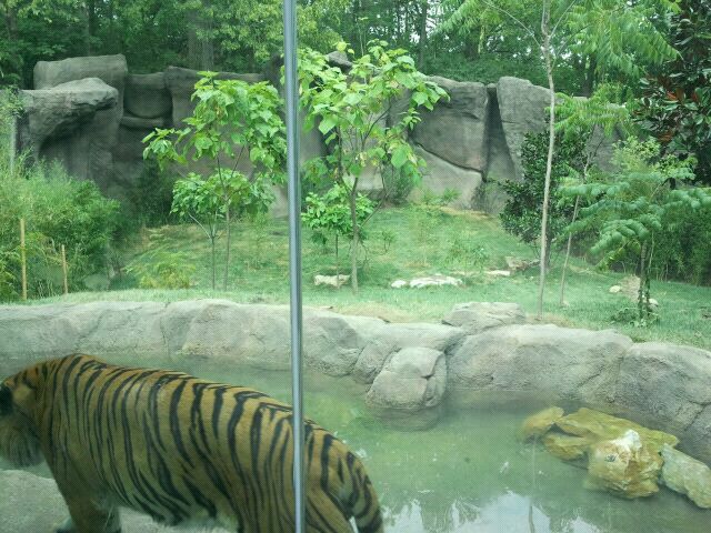 Jul. 2012-Malayan Tiger exhibit