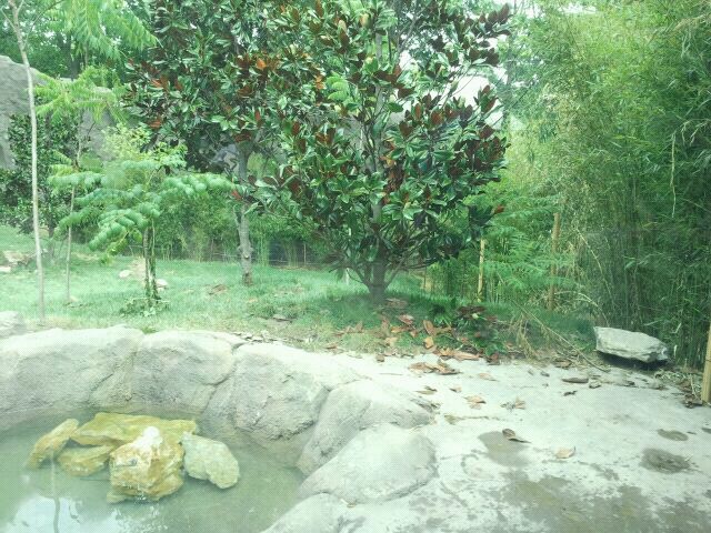 Jul. 2012-Malayan Tiger exhibit