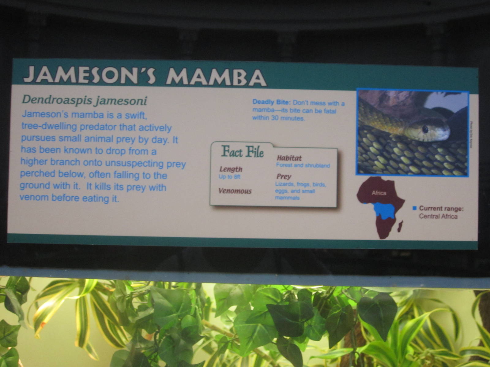 Jul. 2012-Mamba sign