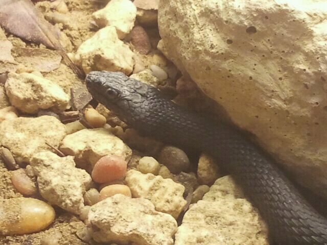 Jul. 2012-Mangrove Salt Marsh Snake