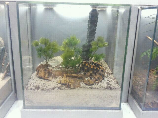 Jul. 2012-Mexican Red-knee Tarantula exhibit