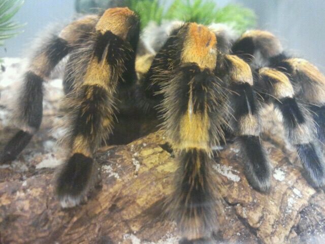 Jul. 2012-Mexican Red-knee Tarantula
